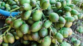 Buah Pinang bukan sekedar buah, buah yang melekat bersama dengan budaya dan tradisi Fakfak.