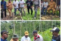Plt. Kepala Dinas Perkebunan Fakfak Widhi Asmoro Jati, ST., MT., mengunjungi kebun milik Bapak Niko Genuni di Kampung Torea Atas guna memberikan pendampingan terkait teknik penyulaman yang benar.