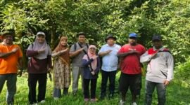 Dinas Perkebunan Fakfak menggandeng BRIN dalam rangka riset terhadap Pala Tomandin.