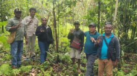 Foto. Dinas Perkebunan (Disbun) Kabupaten Fakfak bersama Dinas Tanaman Pangan, Hortikultura, dan Perkebunan (DTPHP) Provinsi Papua Barat memprospek kelompok penangkar baru Kra Gula di Kampung Werba, Distrik Fakfak Barat.