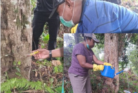 Dinas Perkebunan Fakfak memanfaatkan pupuk organik hayati Tecno Organik Papua (TOP) sebagai solusi ramah lingkungan dalam menjaga
kesehatan tanaman.