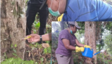 Dinas Perkebunan Fakfak memanfaatkan pupuk organik hayati Tecno Organik Papua (TOP) sebagai solusi ramah lingkungan dalam menjaga
kesehatan tanaman.